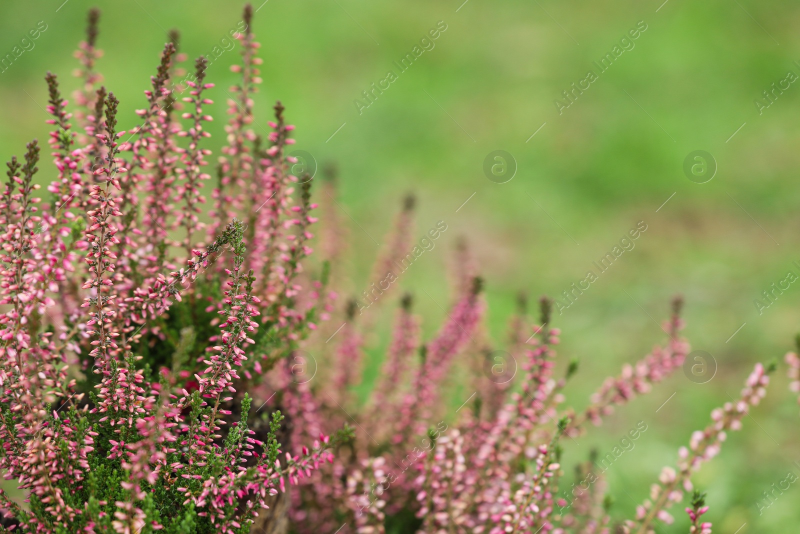 Photo of Heather shrub with beautiful flowers outdoors on spring day