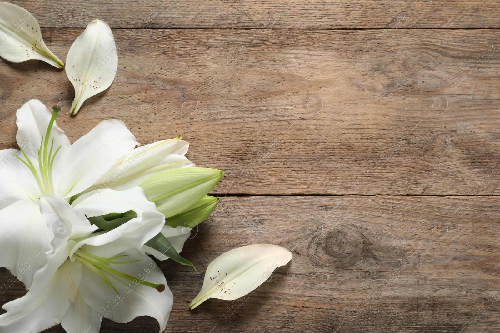 Image of Beautiful lily flowers on wooden background, top view. Space for text