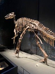 Photo of Leiden, Netherlands - June 18, 2022: Life size skeleton of Edmontosaurus in Naturalis Biodiversity Center
