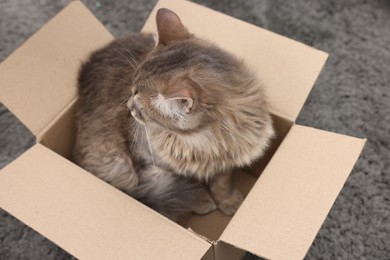 Photo of Cute fluffy cat in cardboard box on carpet