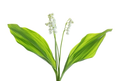 Beautiful fragrant lily of the valley flowers on white background