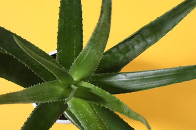 Photo of Green aloe vera plant on yellow background, top view