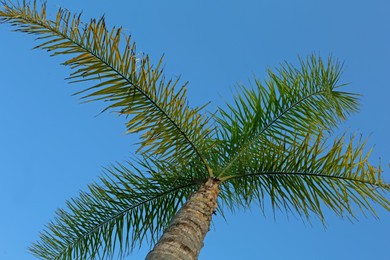 Beautiful palm tree with green leaves against clear blue sky, low angle view