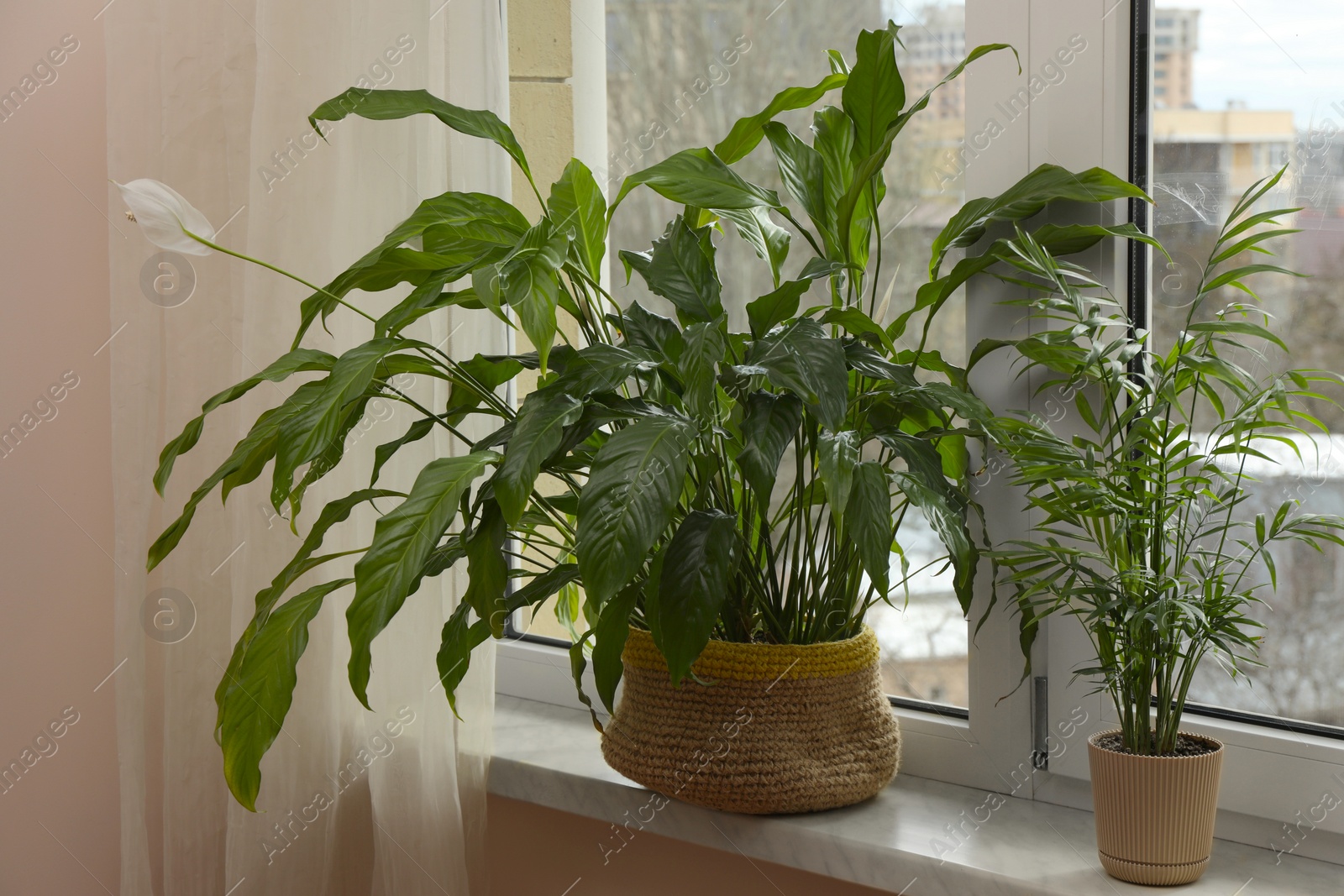 Photo of Beautiful houseplants in pots on windowsill indoors