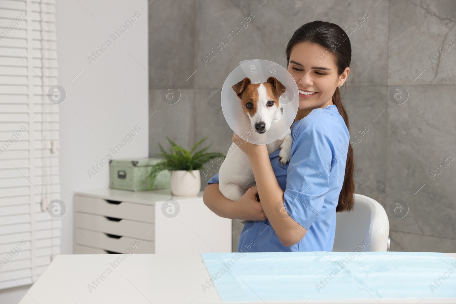 Photo of Veterinarian and cute Jack Russell Terrier dog wearing medical plastic collar in clinic