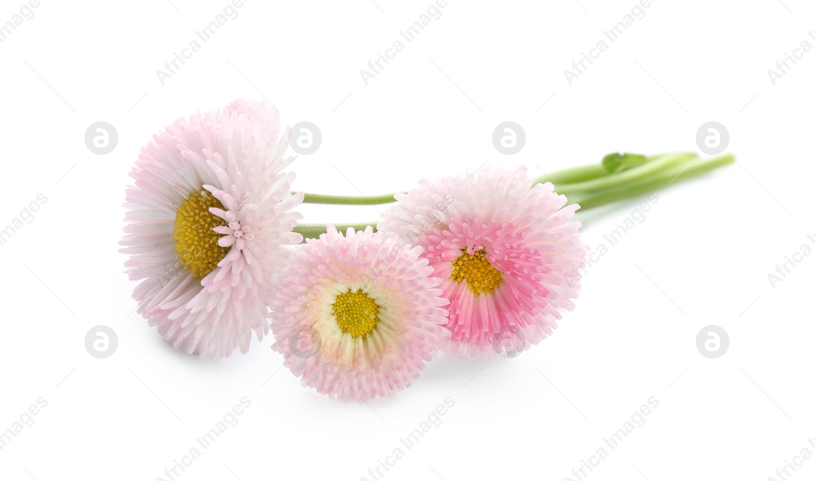 Photo of Beautiful blooming daisies on white background. Spring flowers