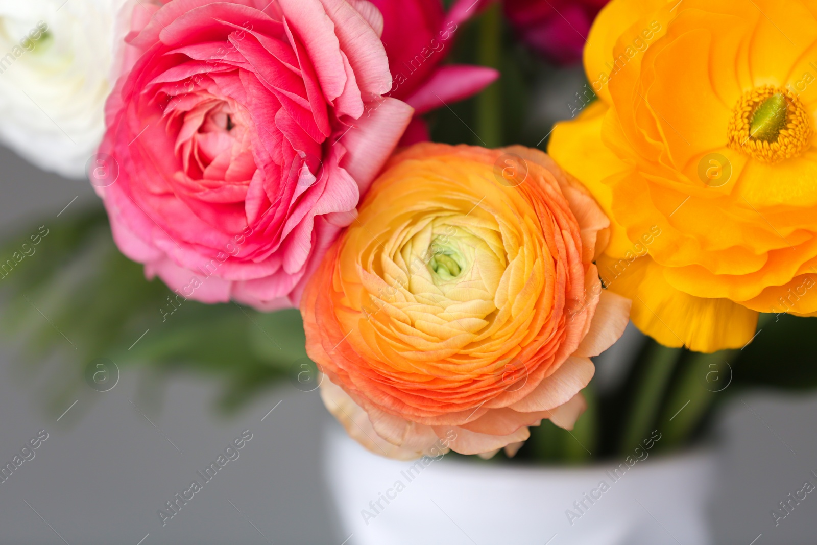 Photo of Vase with with beautiful ranunculus flowers, closeup