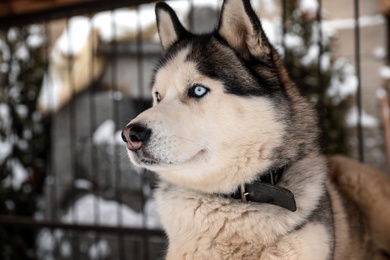 Photo of Beautiful Husky dog in outdoor pet enclosure on snowy day