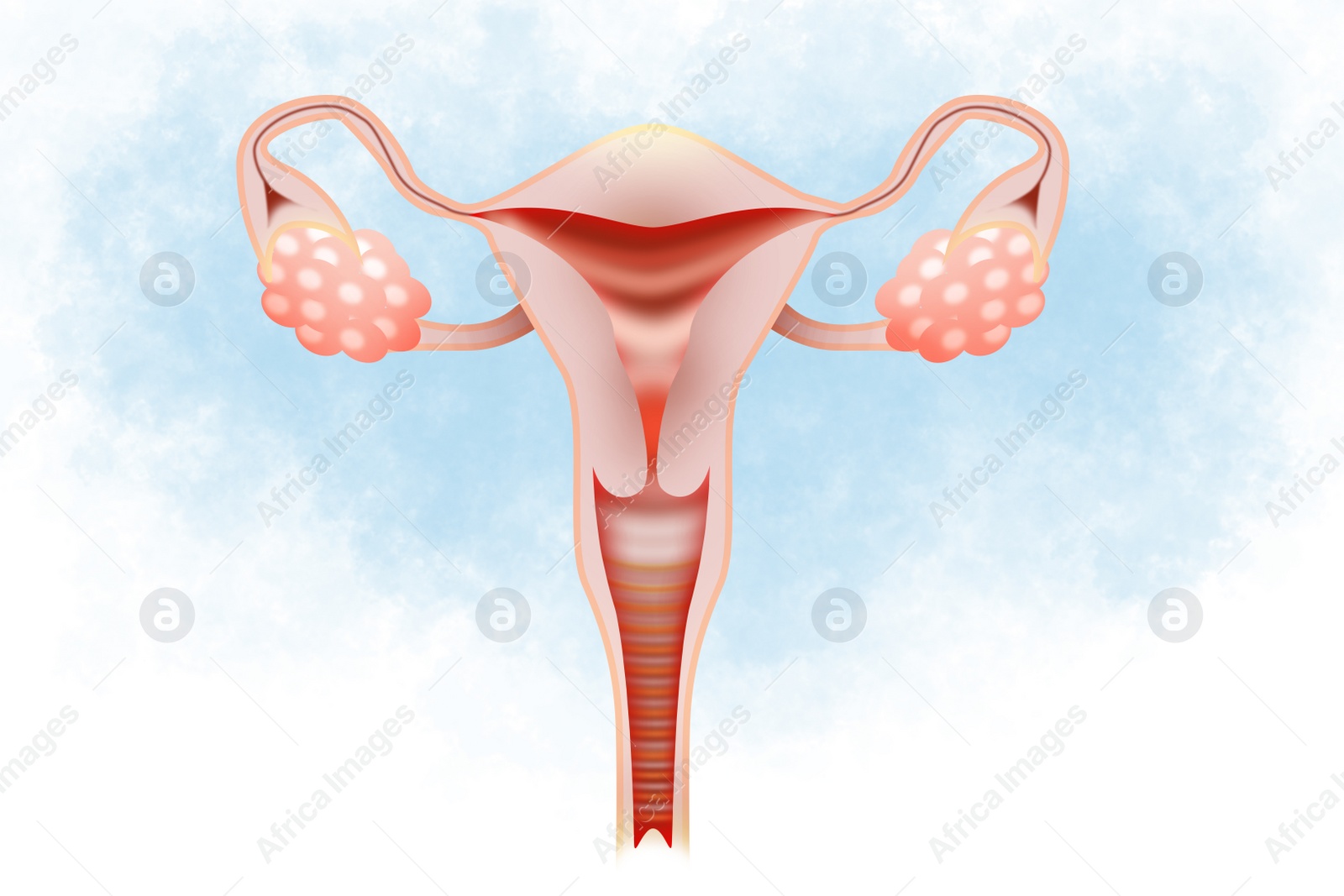 Illustration of  female reproductive system on light background
