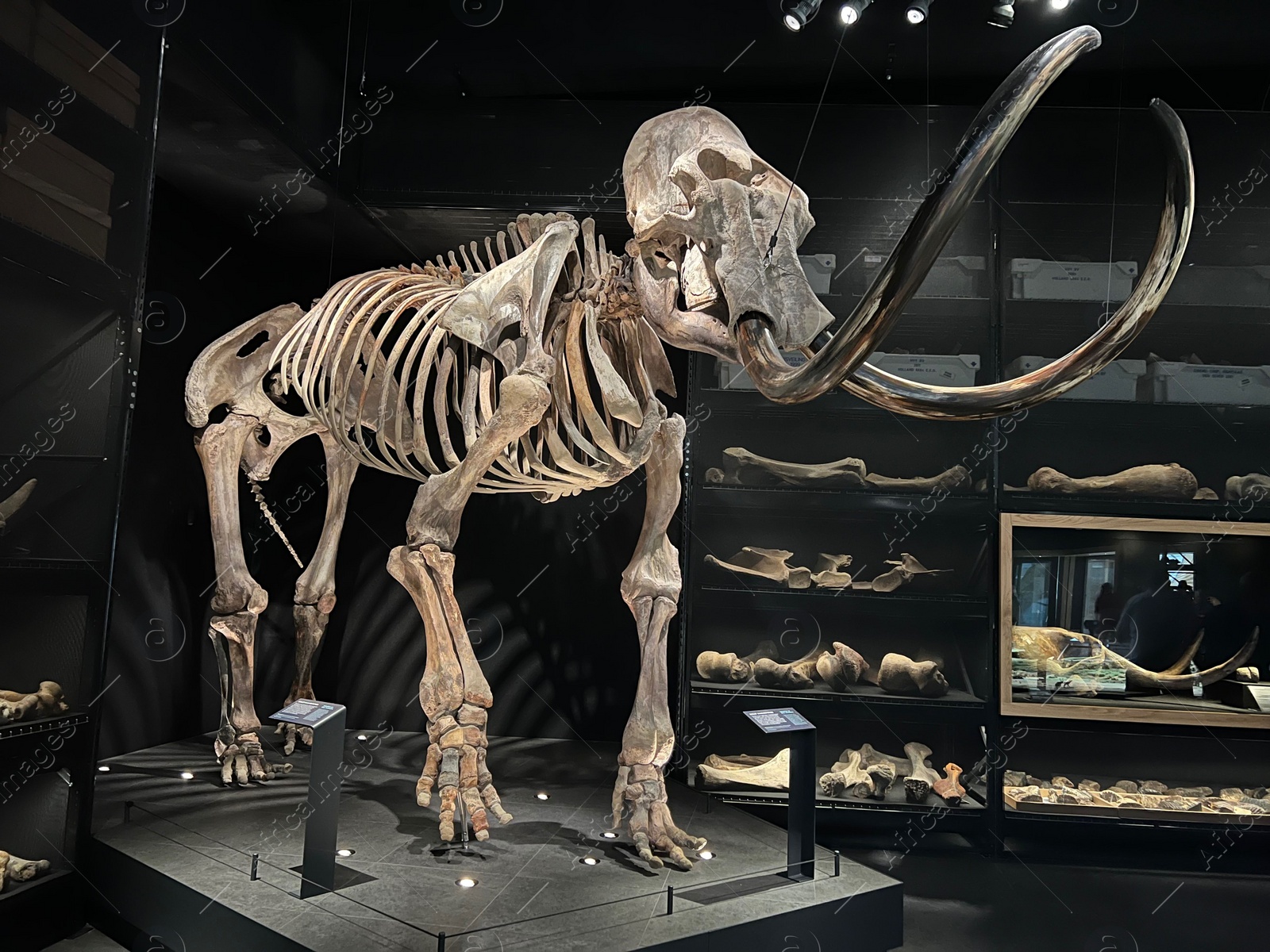 Photo of Leiden, Netherlands - June 18, 2022: Life size skeleton of Mammoth in Naturalis Biodiversity Center