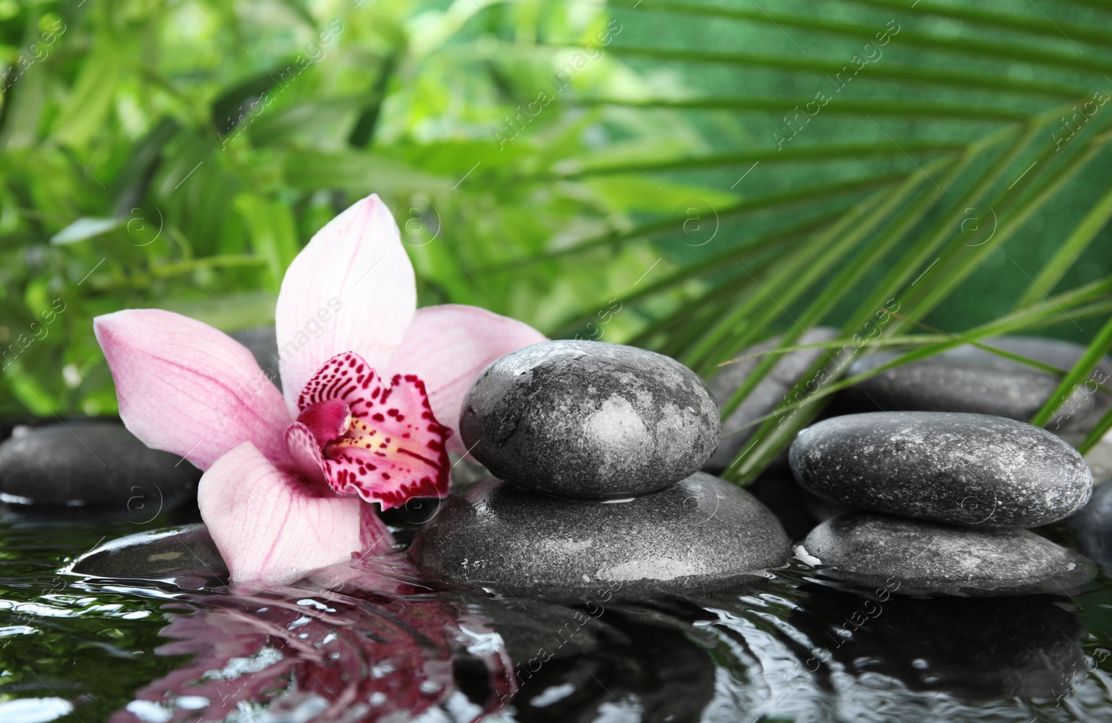 Photo of Zen stones and exotic flower in water against blurred background. Space for text