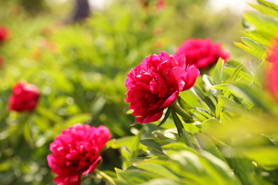 Photo of Beautiful red peony outdoors on spring day, closeup