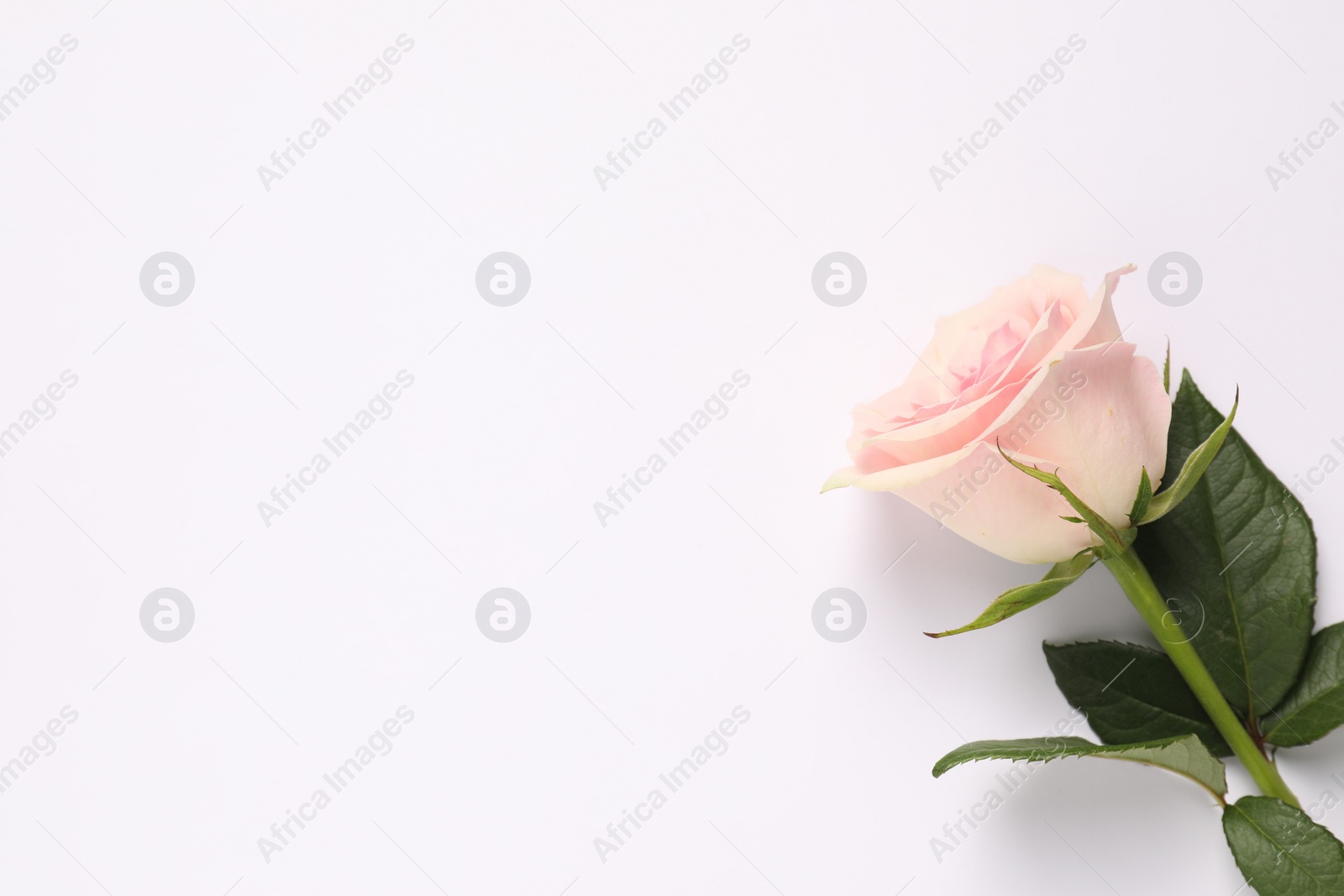 Photo of Beautiful rose on white background, above view. Space for text