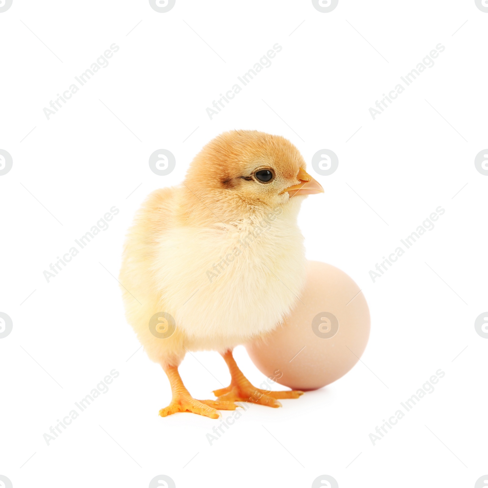 Photo of Cute chick and egg isolated on white. Baby animal