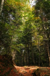 Photo of Pathway with stones and dry leaves among trees in beautiful forest on autumn day