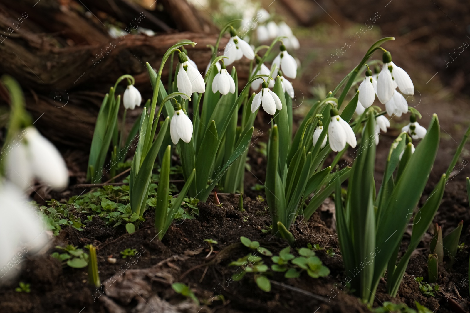 Photo of Beautiful white blooming snowdrops growing outdoors. Spring flowers