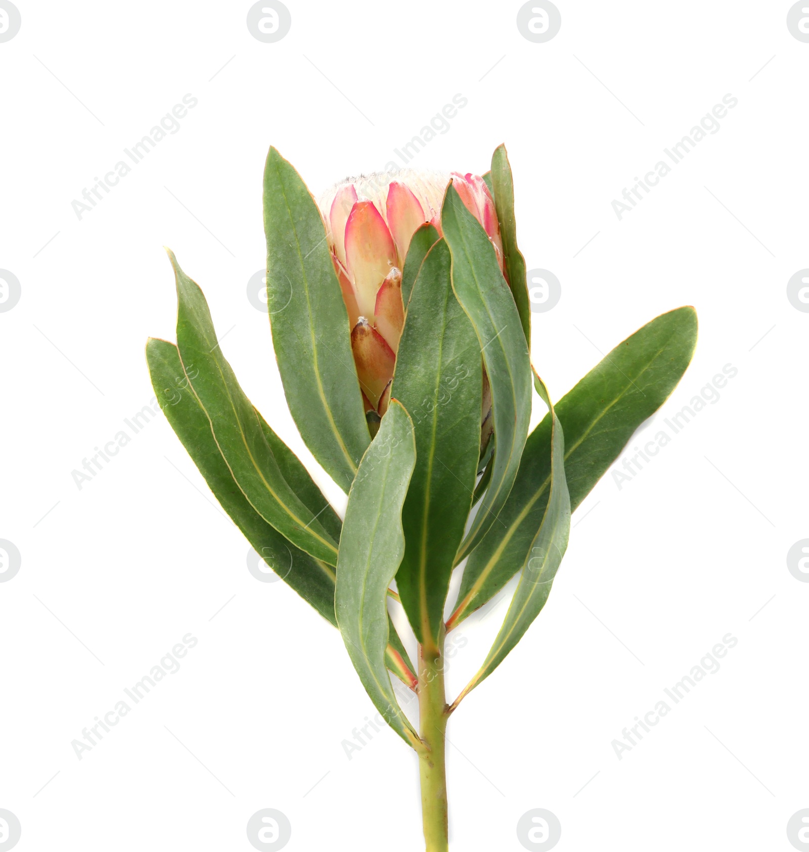 Photo of Beautiful protea flower on white background. Tropical plant