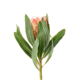 Photo of Beautiful protea flower on white background. Tropical plant