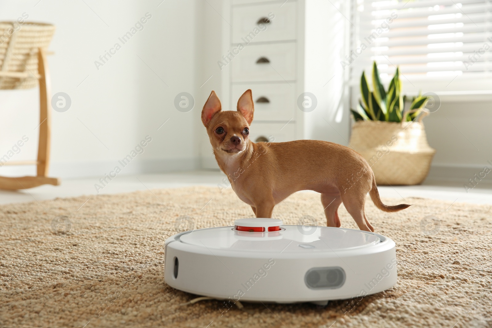 Photo of Modern robotic vacuum cleaner and Chihuahua dog on floor at home