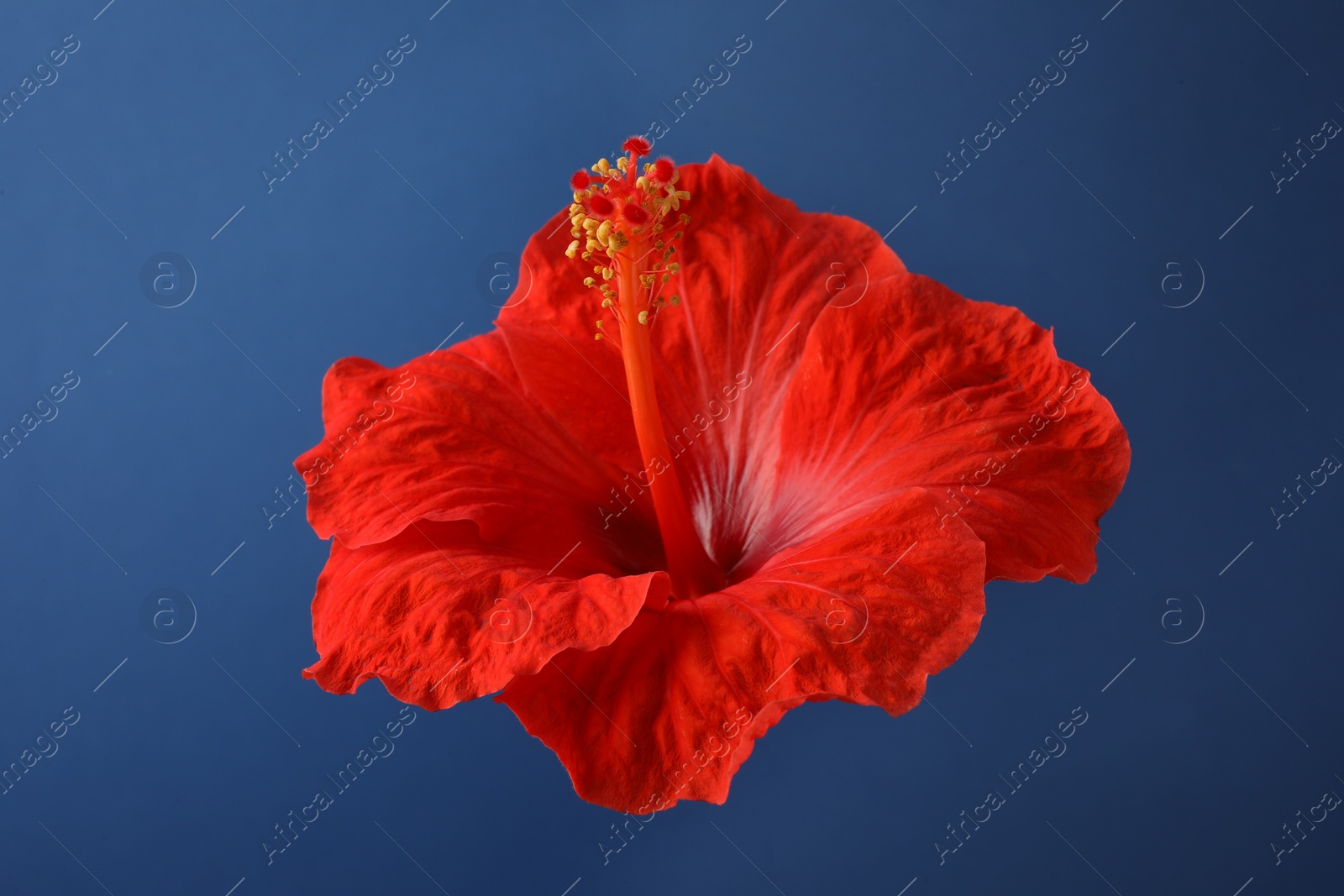 Photo of Beautiful red hibiscus flower on blue background