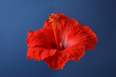 Beautiful red hibiscus flower on blue background