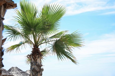 Beautiful view of palm tree outdoors on sunny summer day