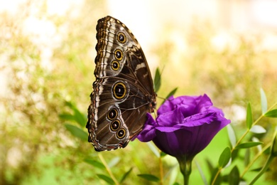 Beautiful Blue Morpho butterfly on eustoma flower outdoors