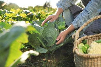 Photo of Woman harvesting fresh ripe cabbages on farm, closeup