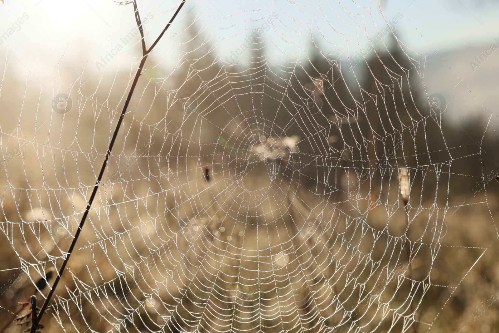 Photo of Empty cobweb in meadow on sunny day, closeup