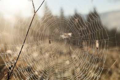 Photo of Empty cobweb in meadow on sunny day, closeup