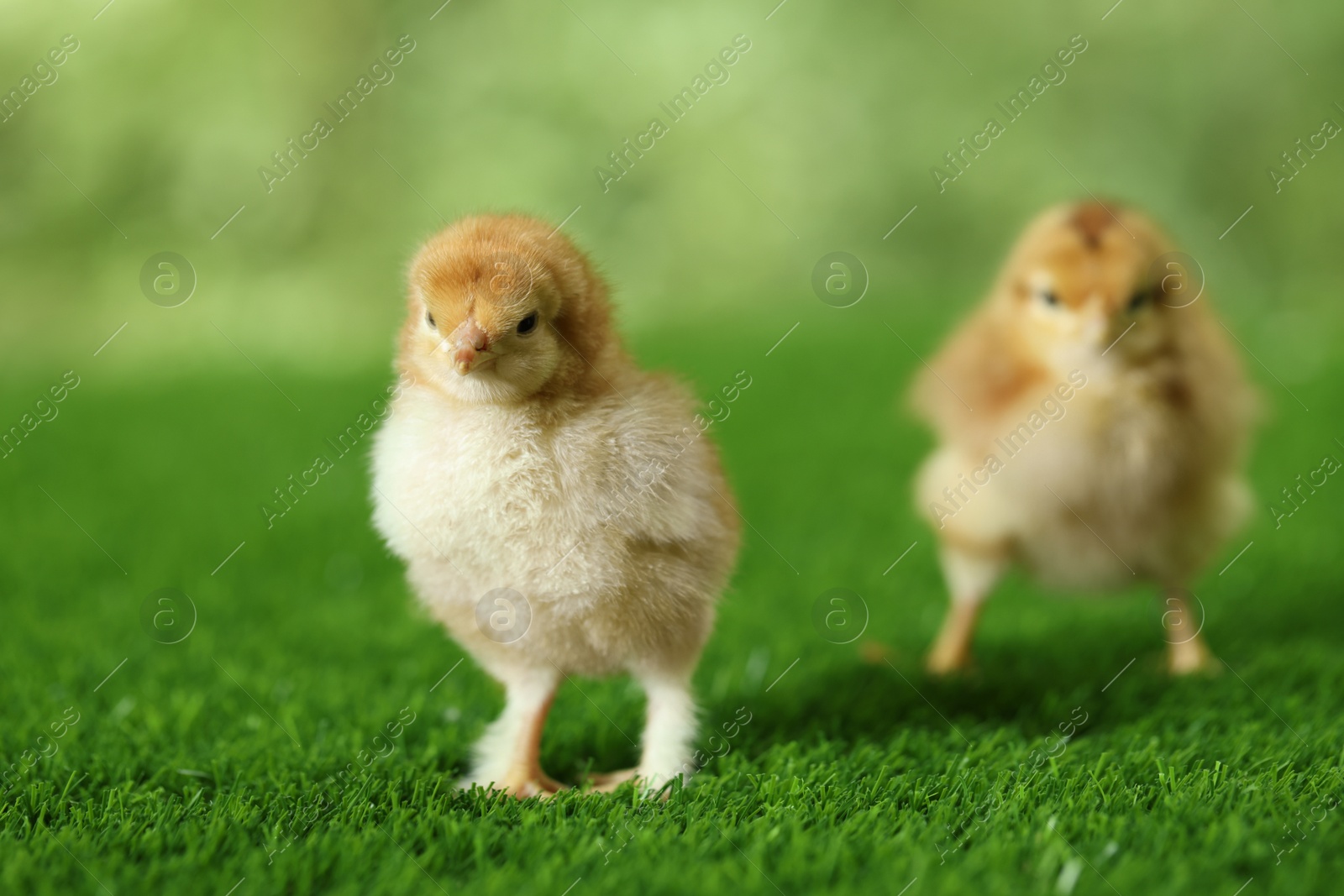 Photo of Two cute chicks on green artificial grass outdoors, closeup. Baby animals