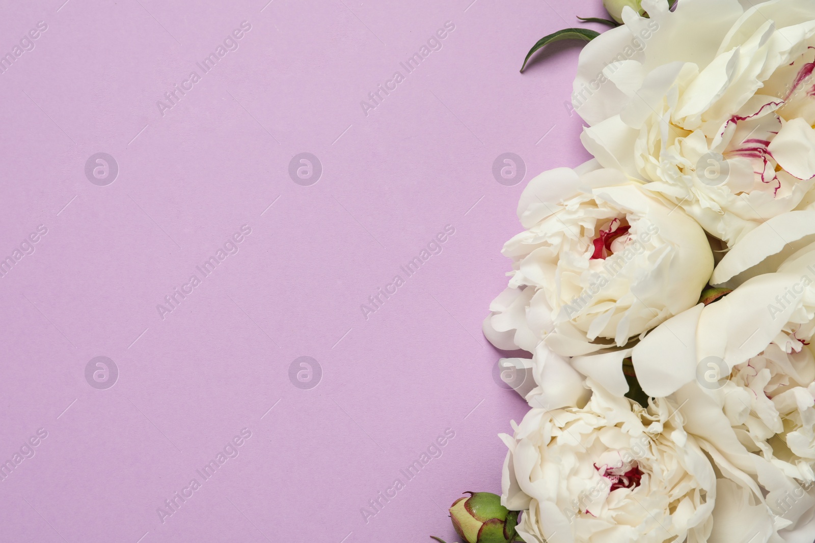 Photo of Beautiful peonies on color background, flat lay with space for text