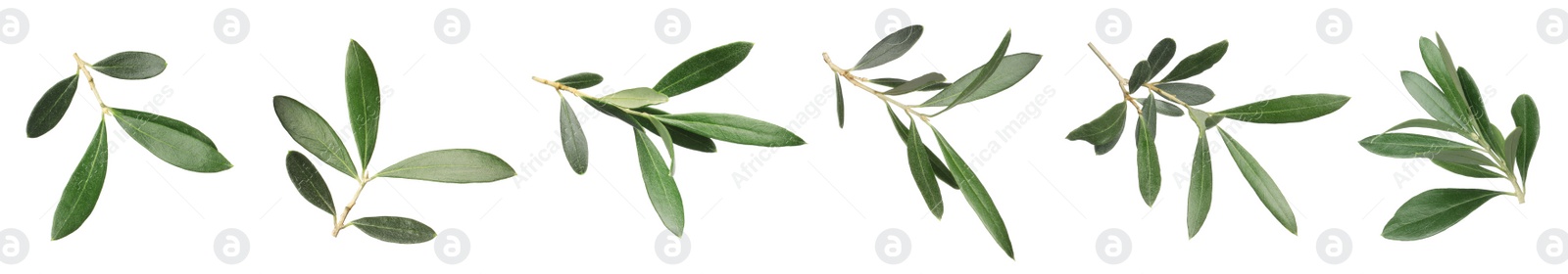 Image of Set with fresh green olive leaves on white background. Banner design