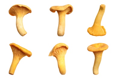 Image of Set of fresh chanterelle mushrooms on white background