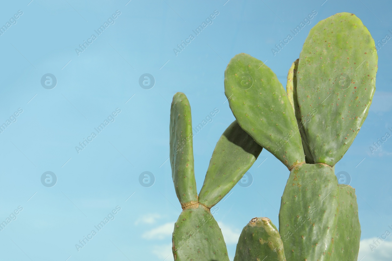 Photo of Beautiful exotic cactus outdoors against blue sky