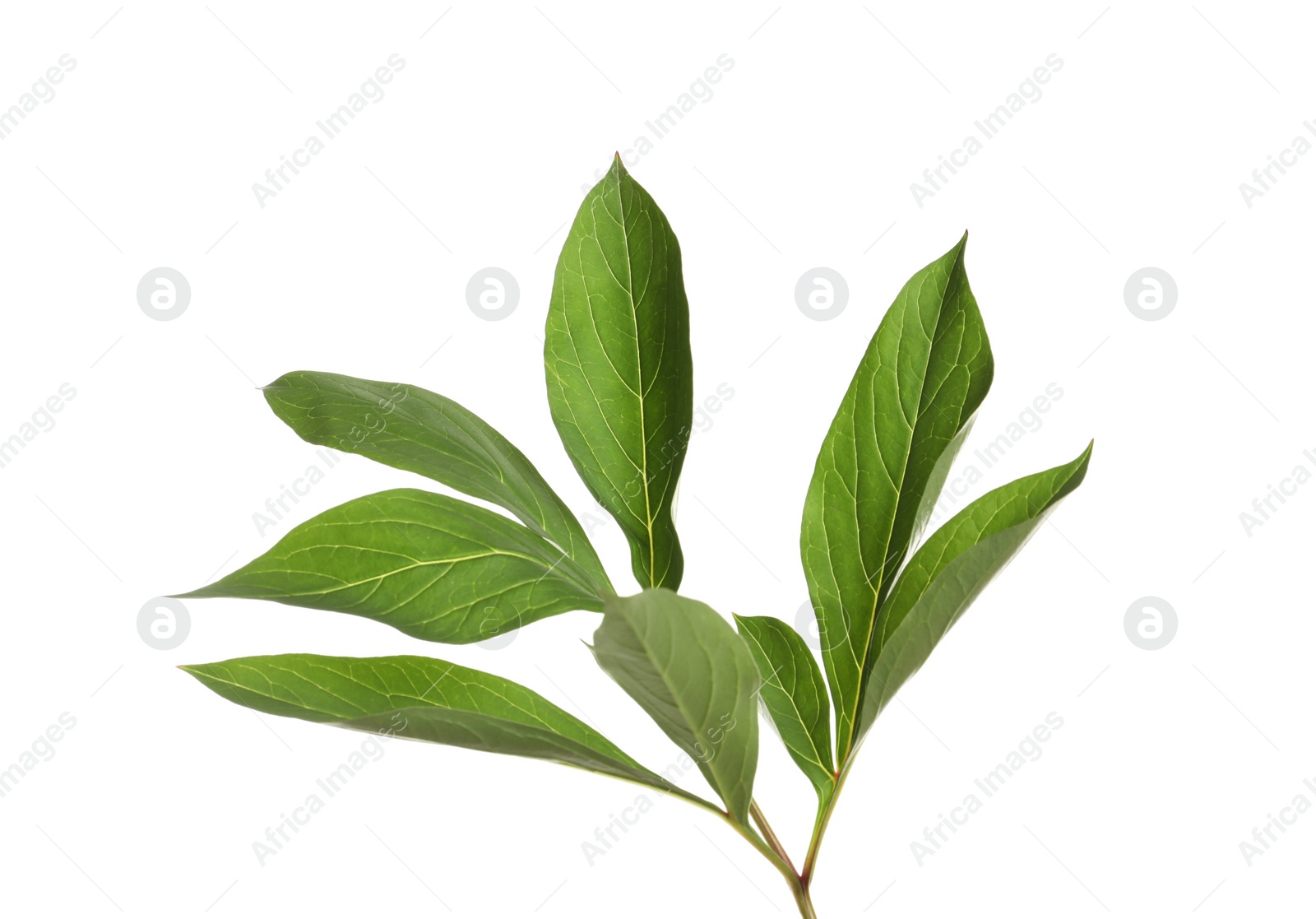 Photo of Fresh green peony leaves on white background