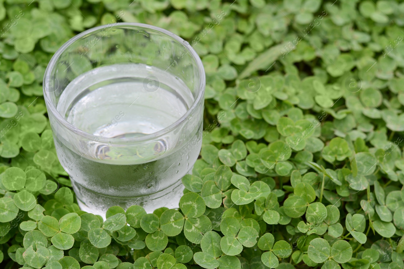 Photo of Glass of water in green clovers outdoors, closeup. Space for text