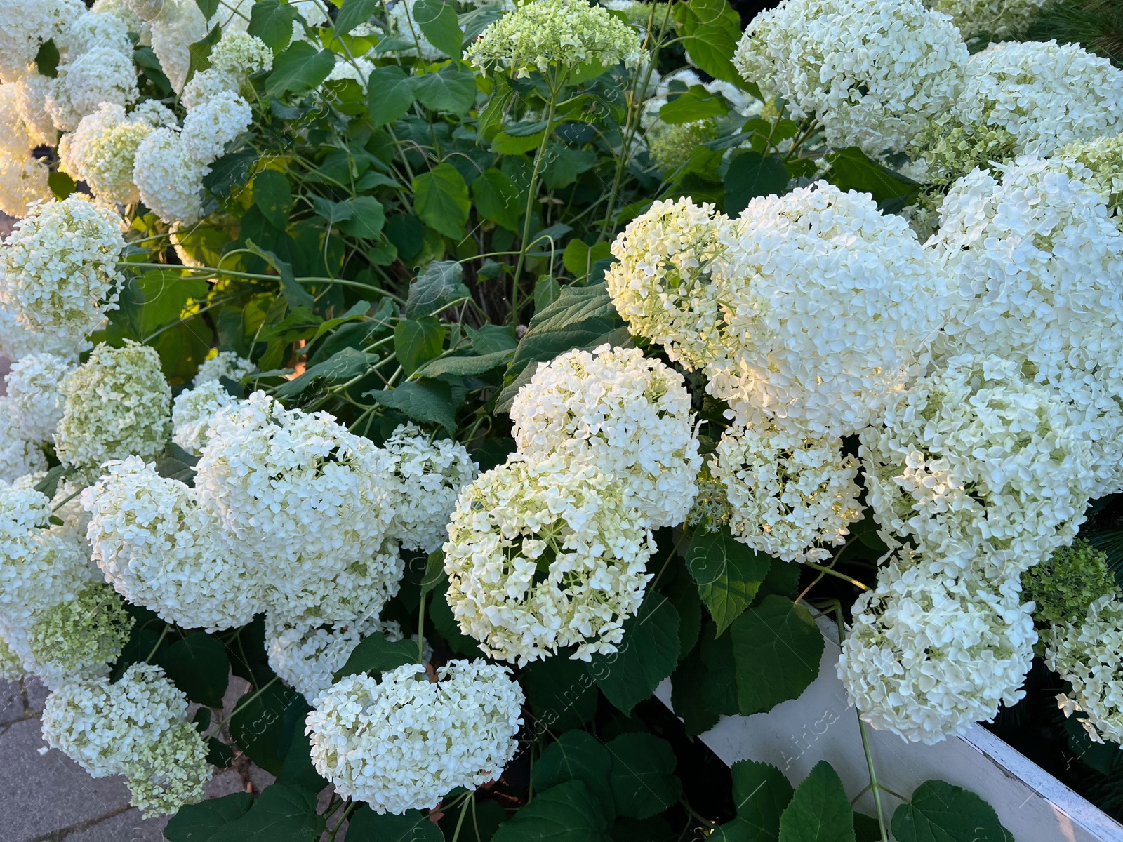 Photo of Hortensia plant with beautiful flowers growing outdoors