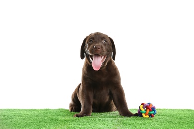 Photo of Chocolate Labrador Retriever puppy on green grass against white background
