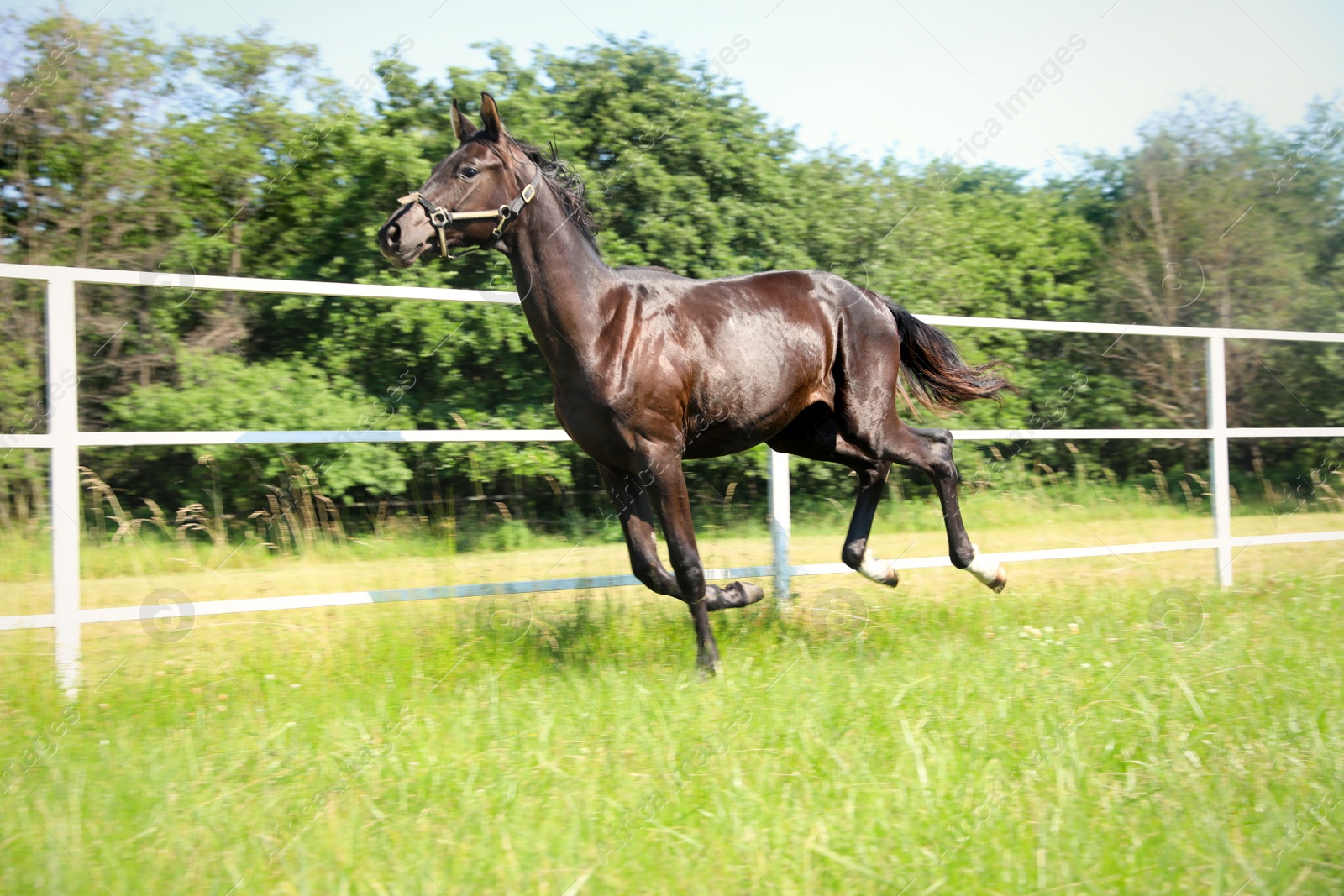 Photo of Dark bay horse in paddock on sunny day. Beautiful pet