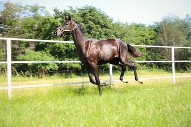 Dark bay horse in paddock on sunny day. Beautiful pet