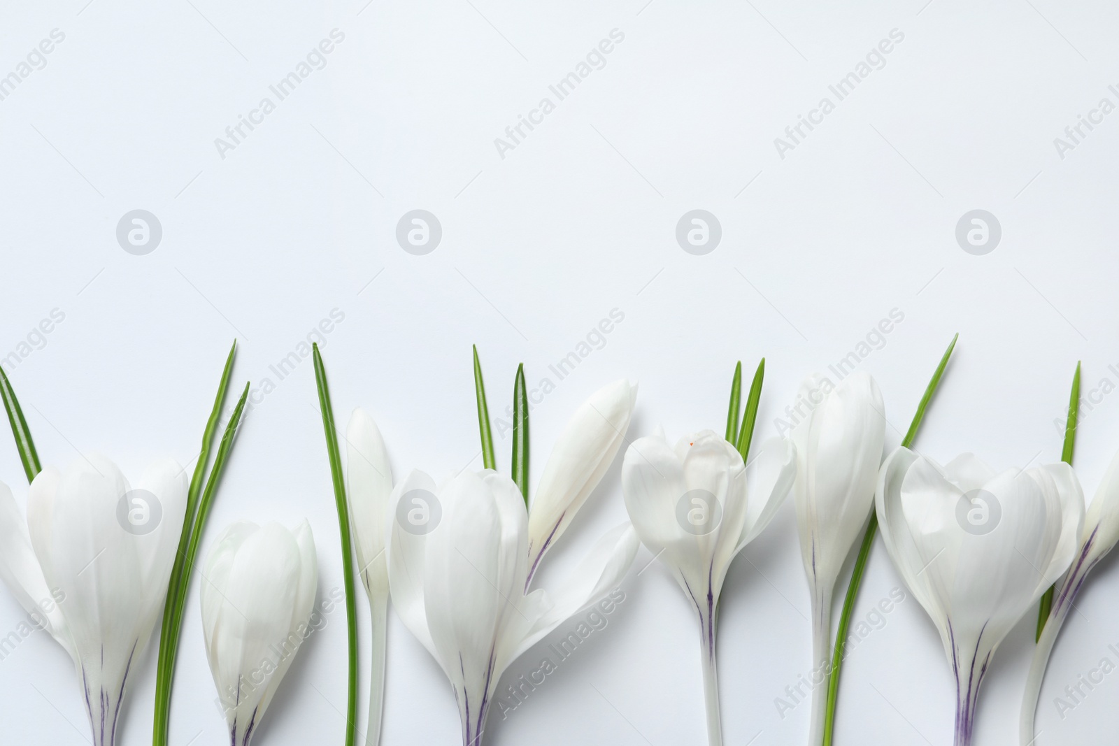 Photo of Flat lay composition with spring crocus flowers on light background, space for text