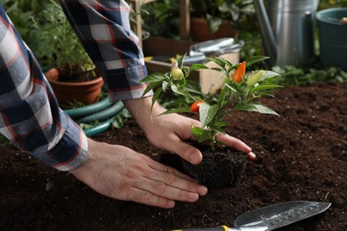 Photo of Man transplanting pepper plant into soil in garden, closeup