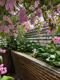 Photo of Beautiful Bougainvillea shrub with pink flowers growing in botanic garden