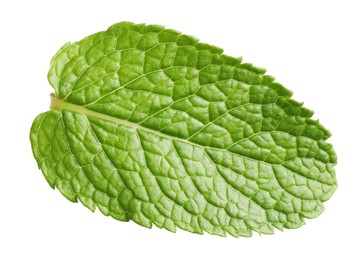 Photo of Fresh green mint leaf on white background