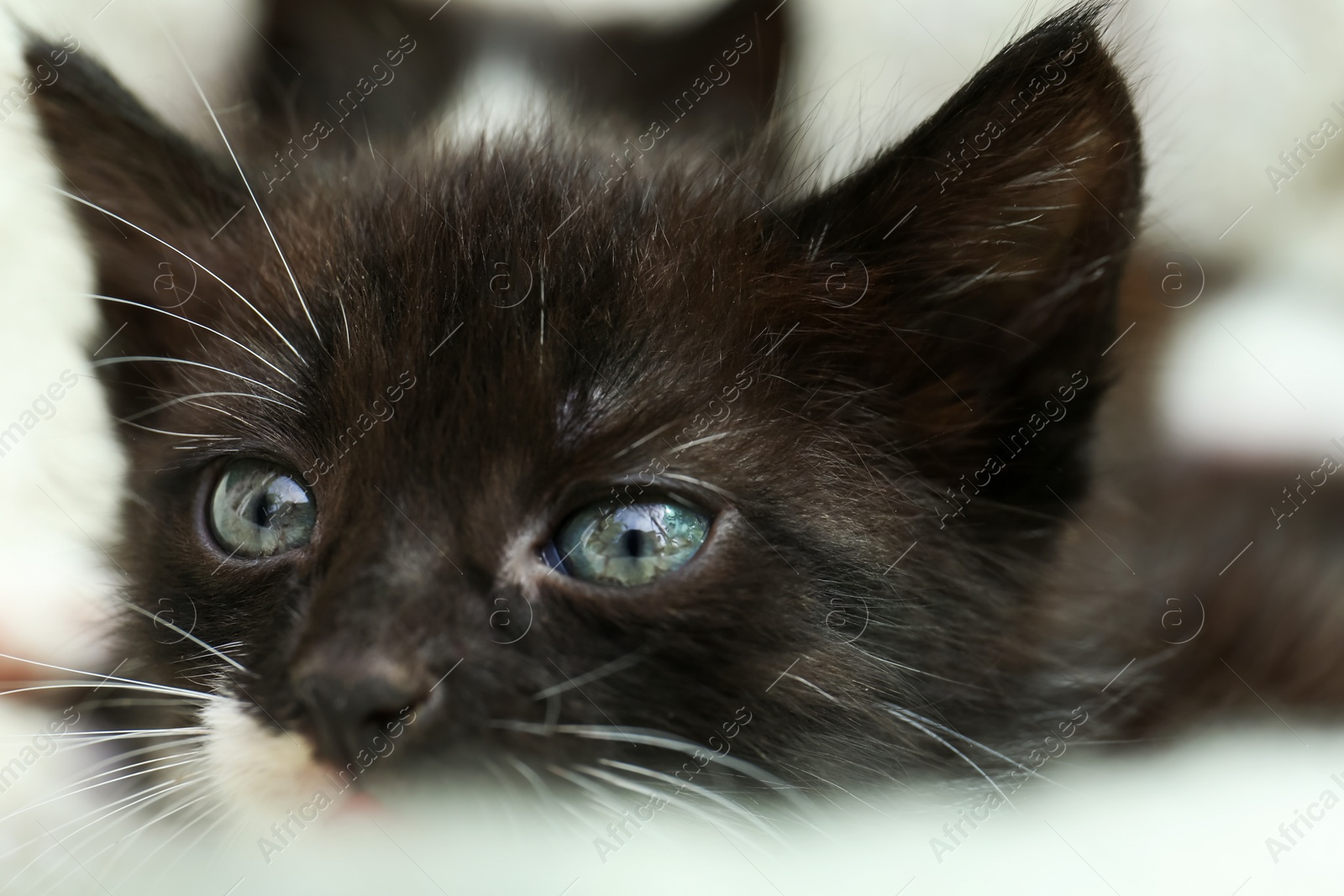 Photo of Cute baby kitten on cozy blanket, closeup