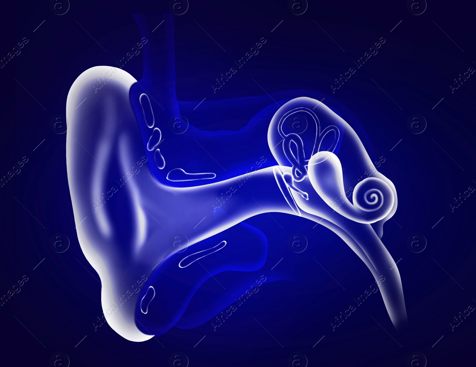 Illustration of Anatomy of human ear on blue background. Illustration