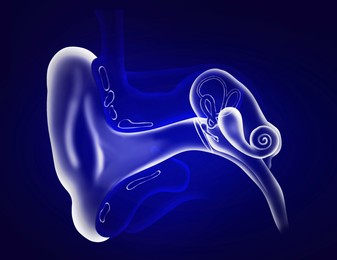 Anatomy of human ear on blue background. Illustration