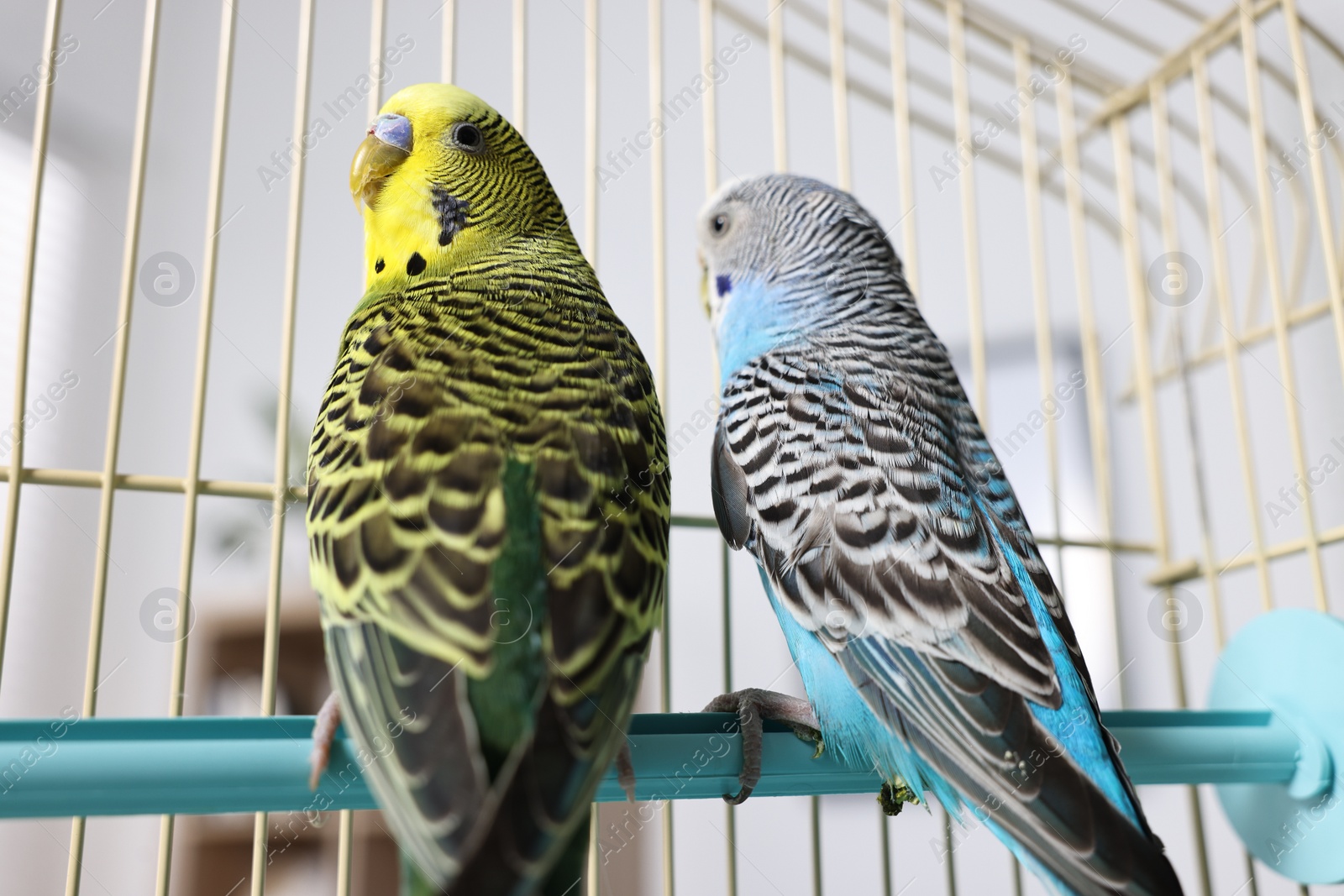 Photo of Beautiful bright parrots in cage indoors. Exotic pets