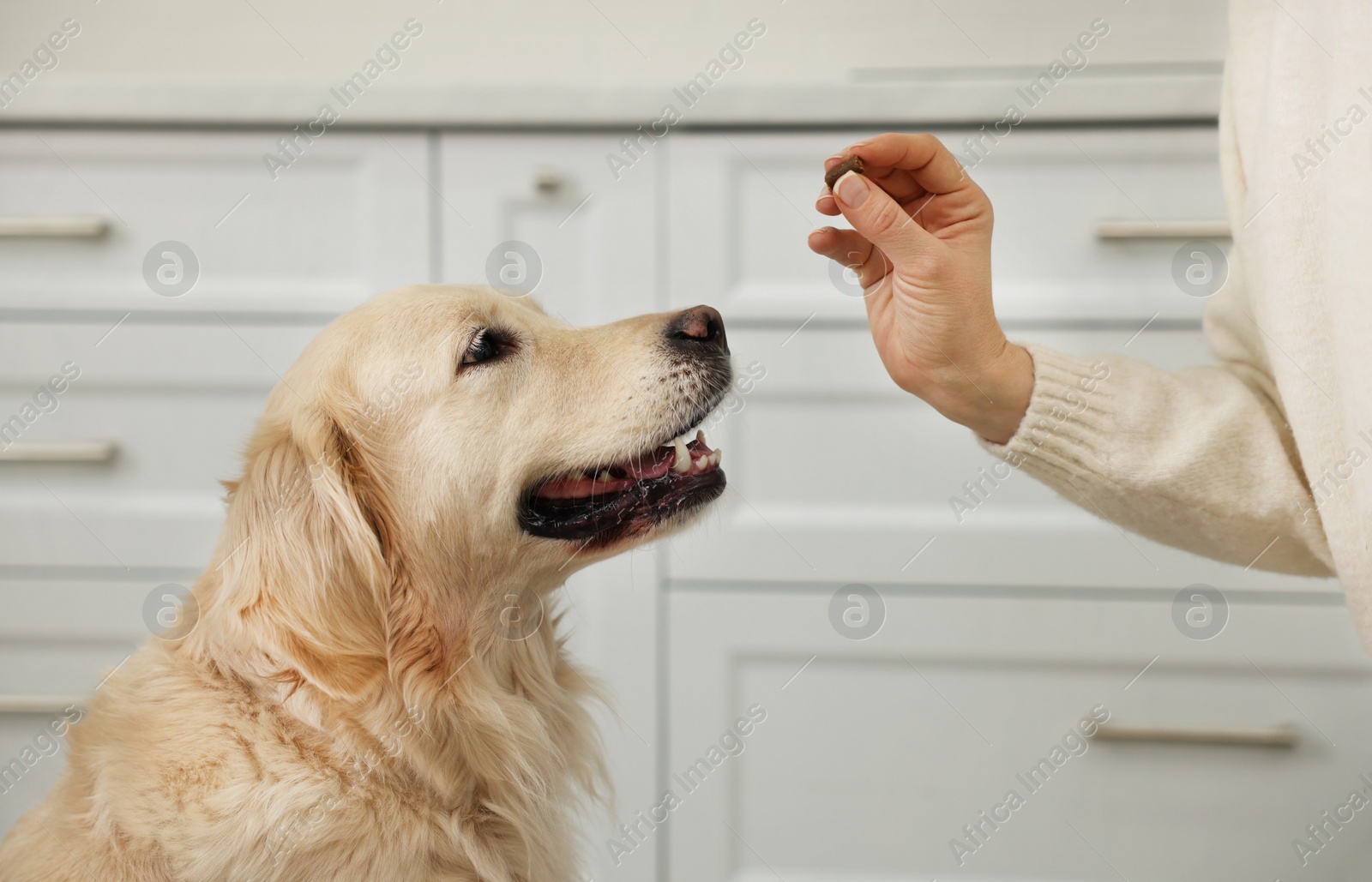 Photo of Woman giving pill to cute dog at home, closeup. Vitamins for animal